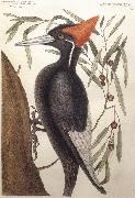 Catesby Mark Largest White Billed Woodpecker USA oil painting artist